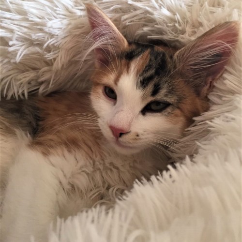 JoJo ^Dandy Cat Rescue^