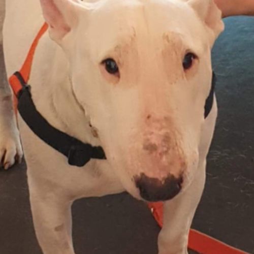 Mitzi - foster care needed