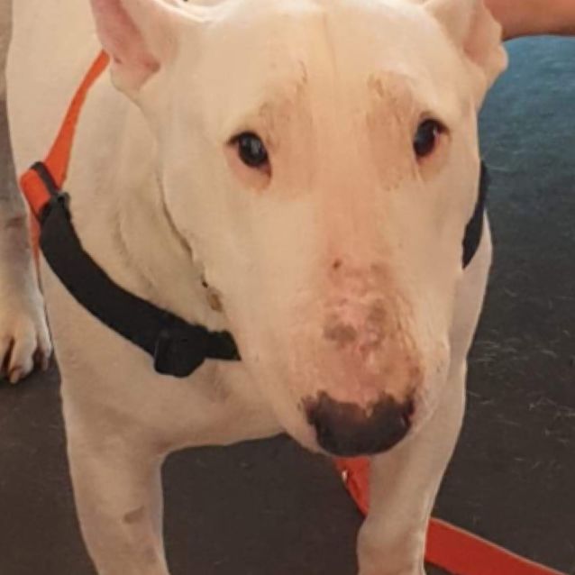 Photo of Mitzi   Foster Care Needed