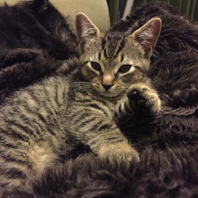 Photo of Cedric ^Dandy Cat Rescue^