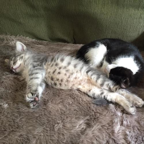 Grayson ^Dandy Cat Rescue^