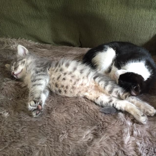 Photo of Grayson ^Dandy Cat Rescue^