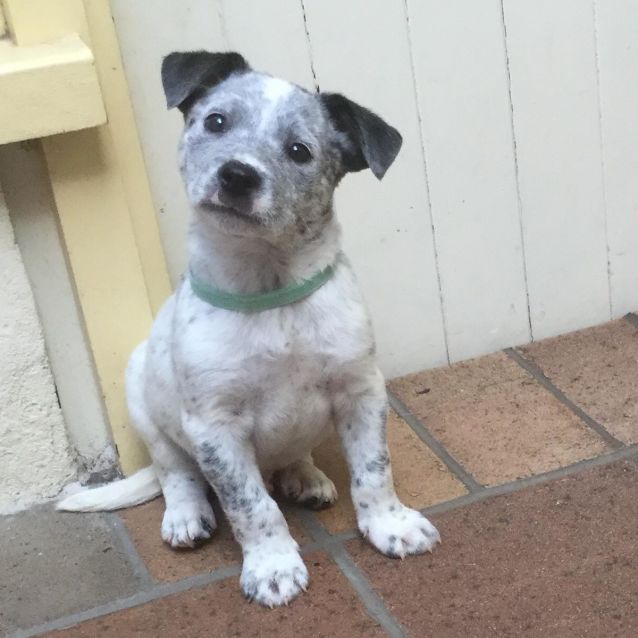 Thomas Medium Male Australian Cattle Dog x Staffordshire Bull Terrier Dog in QLD PetRescue