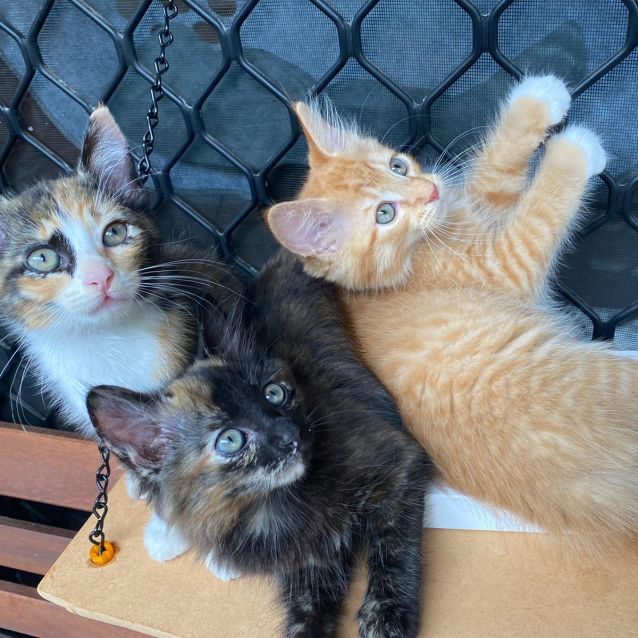 Photo of Rescue Kitten Showroom