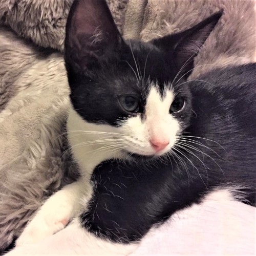 Chilli ^Dandy Cat Rescue^