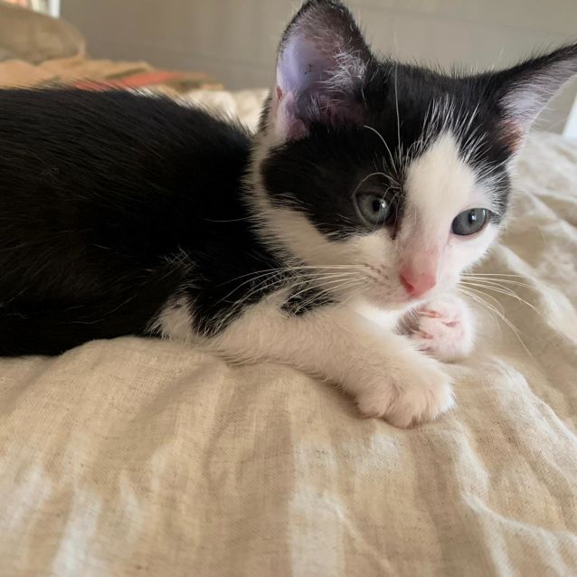 Photo of Tiny Timmy ^^Dandy Cat Rescue^^