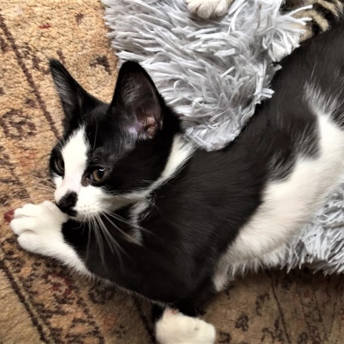 Mickey ^Dandy Cat Rescue^