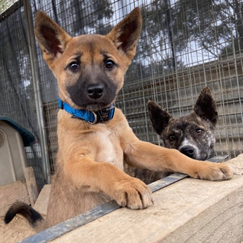 Sydney Fox And Dingo Rescue Petrescue