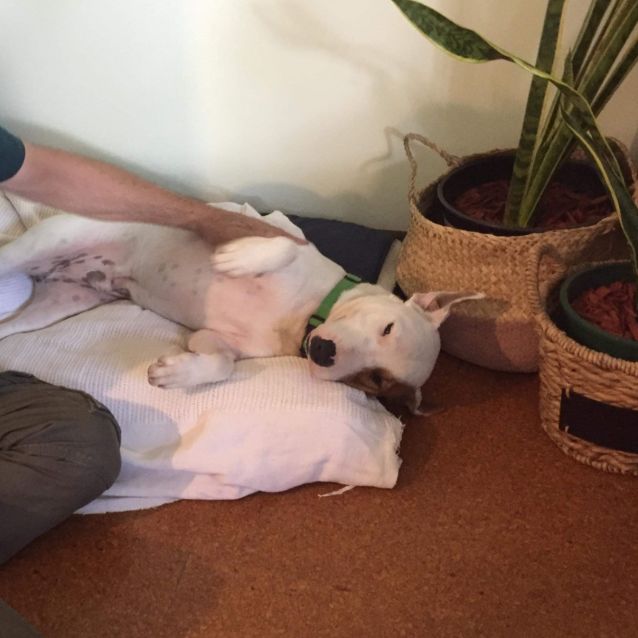 Photo of Bark Wahlburg ( Barkley) 