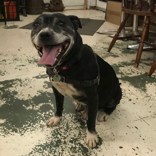 Dozer *On Trial In His New Home*