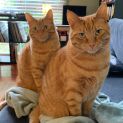Photo of Reg & Ron Located In Brunswick West