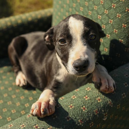Cloud ~ Kelpie X Whippet(on trial 14/4/21)