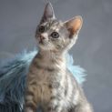 Photo of Holly ^^Dandy Cat Rescue^^