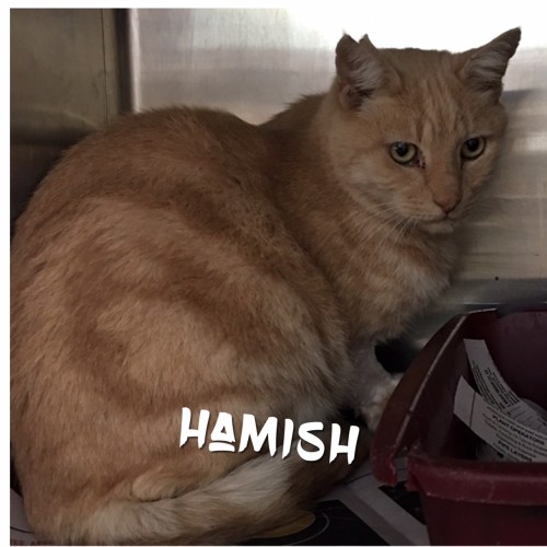 Hamish