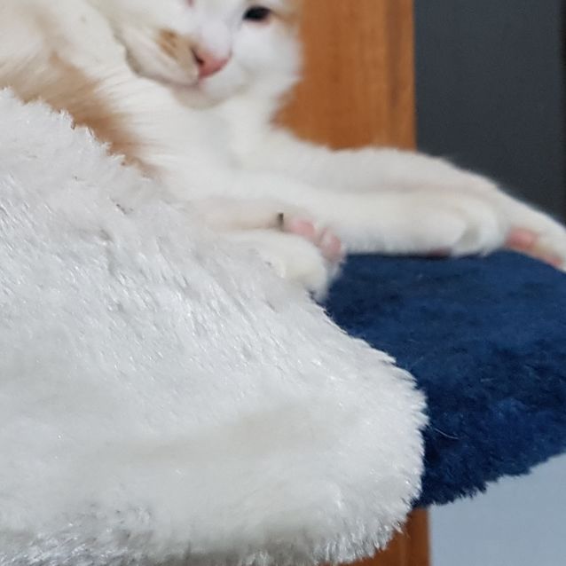 Photo of Fluffball Jerry (Located In Lara)