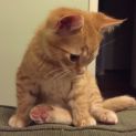 Photo of Mowgli ^Dandy Cat Rescue^