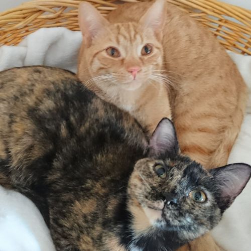 Oden and Olympia 