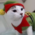 Photo of Patchie