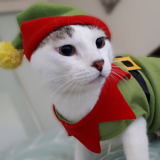 Photo of Patchie