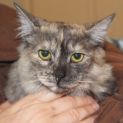 Photo of Mouse