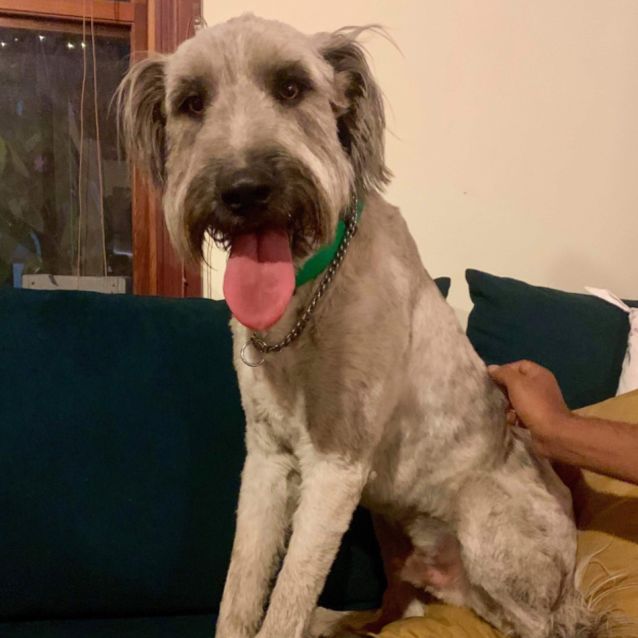 Photo of Percy