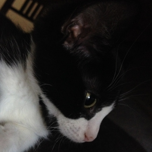 Jelly Bean **2nd Chance Cat Rescue**