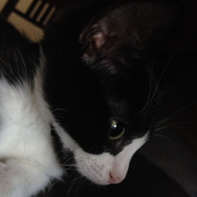 Photo of Jelly Bean **2nd Chance Cat Rescue**