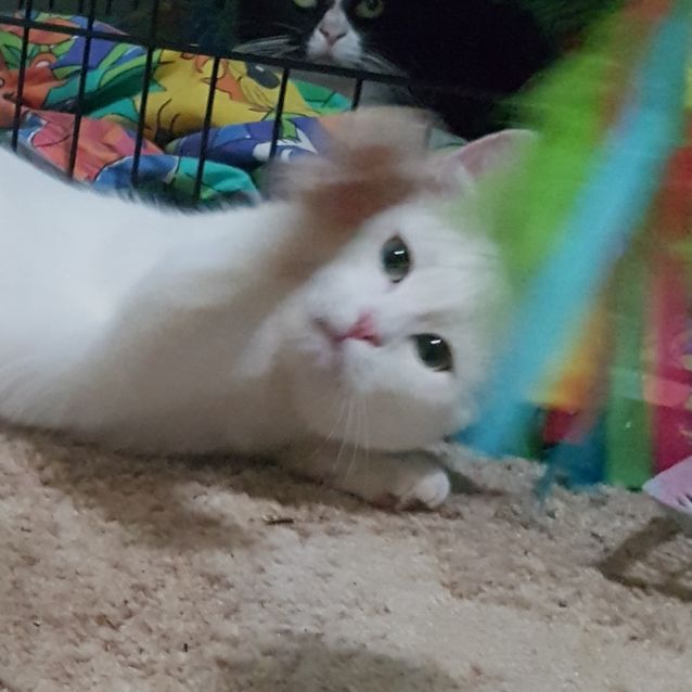 Photo of Noah Cheeky Young Polar Bear!