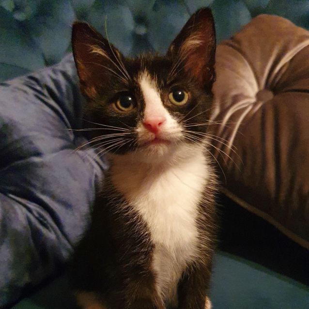 Photo of Franklin ~ 8wk Old Kitten (On Trial 02/01/2021)