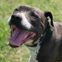 Photo of Axel ~ 2yo Blue Staffy (On Trial 14/02/21)