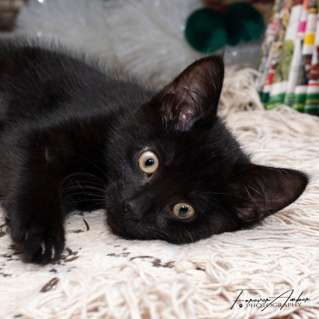 Photo of Hallie **2nd Chance Cat Rescue**