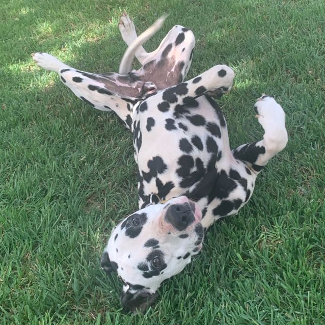 Photo of Boo! *On Trial In His New Home*