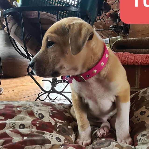 Photo of Tulla