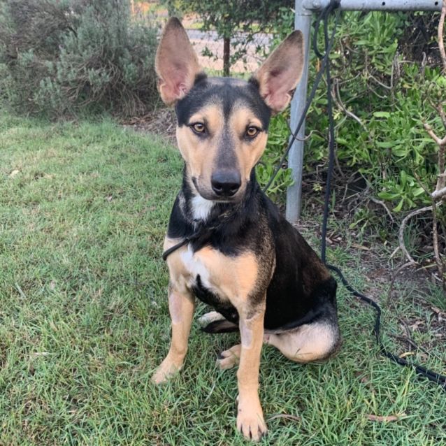 Photo of Roo