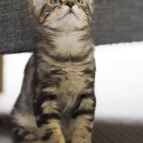 Blitzen **2nd Chance Cat Rescue **