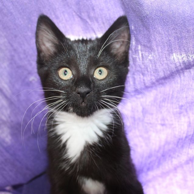 Photo of Maple **2nd Chance Cat Rescue**