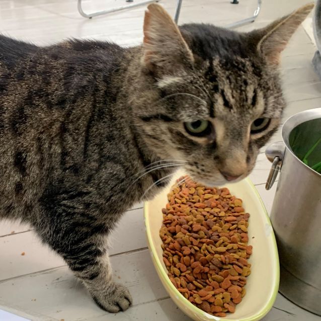 Photo of Mr Purrfect 