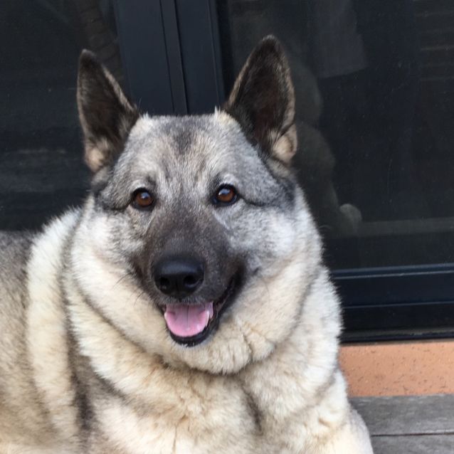 elkhound adoption