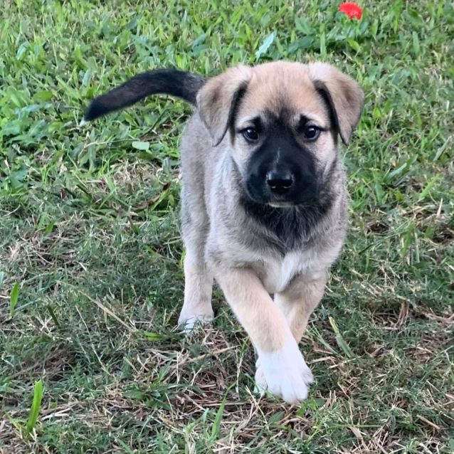 Photo of Bear