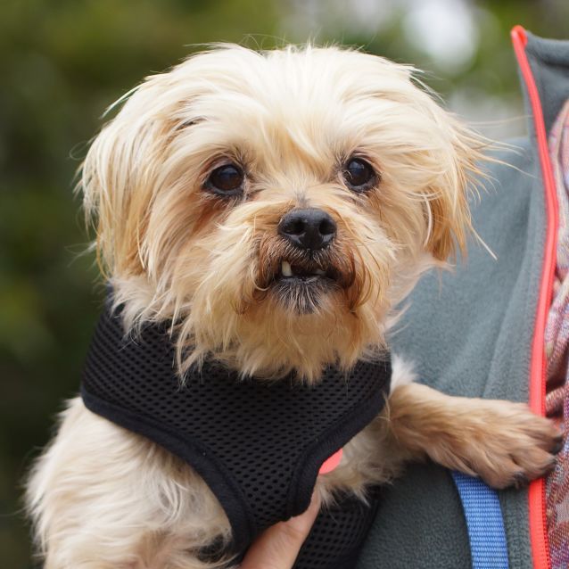 Silky terrier shih tzu mix clearance