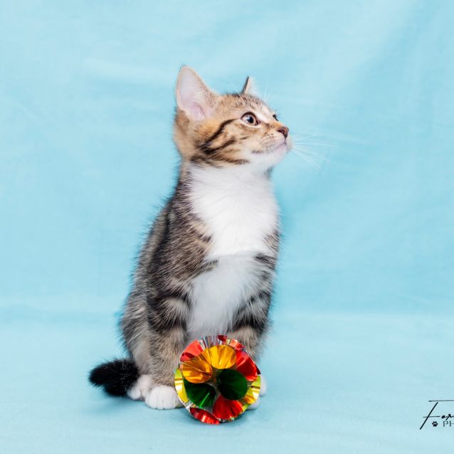 Eugene **2nd Chance Cat Rescue** Male Domestic Short Hair Cat in VIC