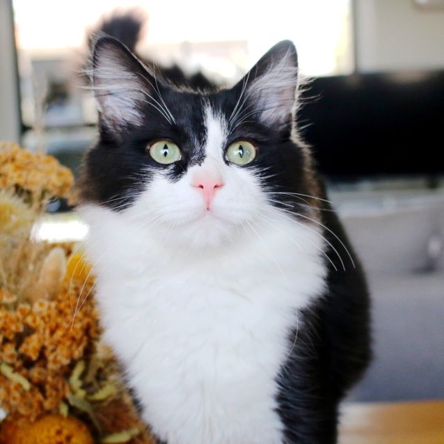 Photo of Samson ~ 9mo Kitten (On Trial 31/10/20)