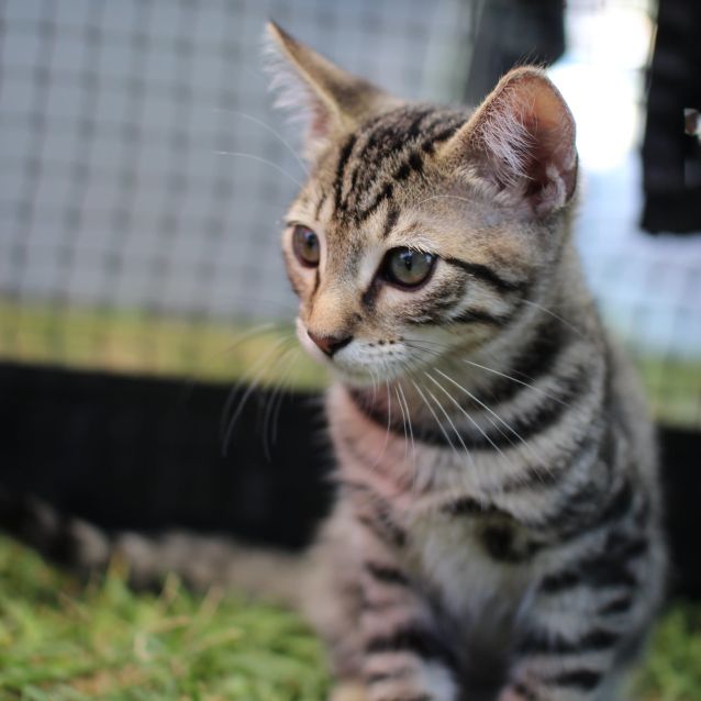 Photo of Crumpet