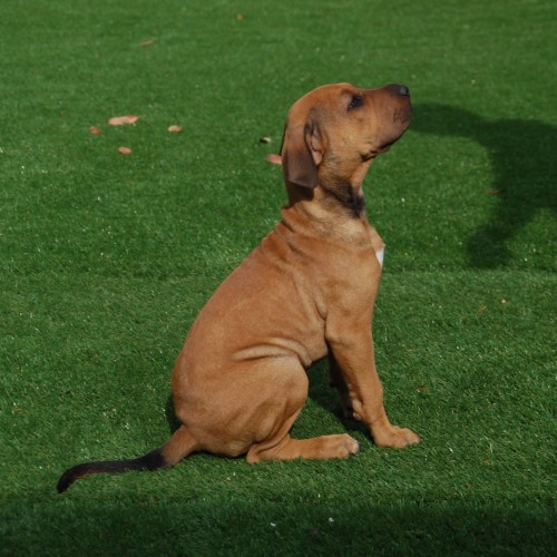 Puppy Gypsy DL2300