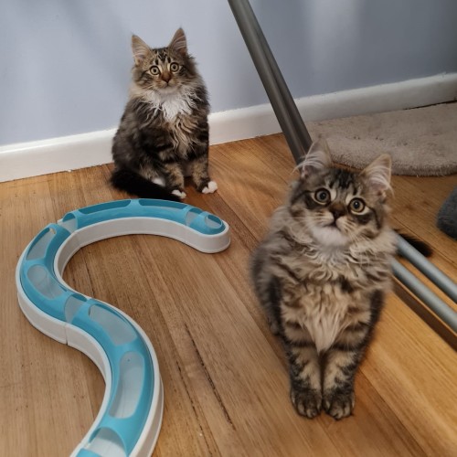 Landon & Octavia ^^Dandy Cat Rescue^^
