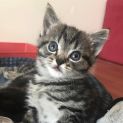 Photo of Tiga ^^Dandy Cat Rescue^^
