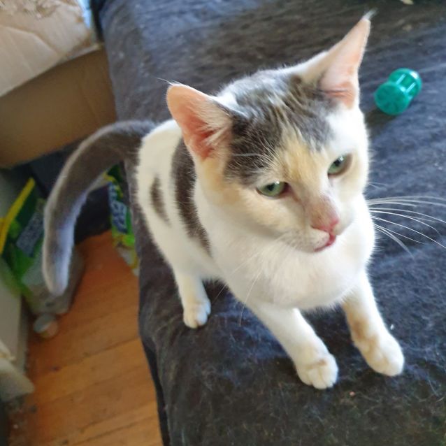 Photo of Moo