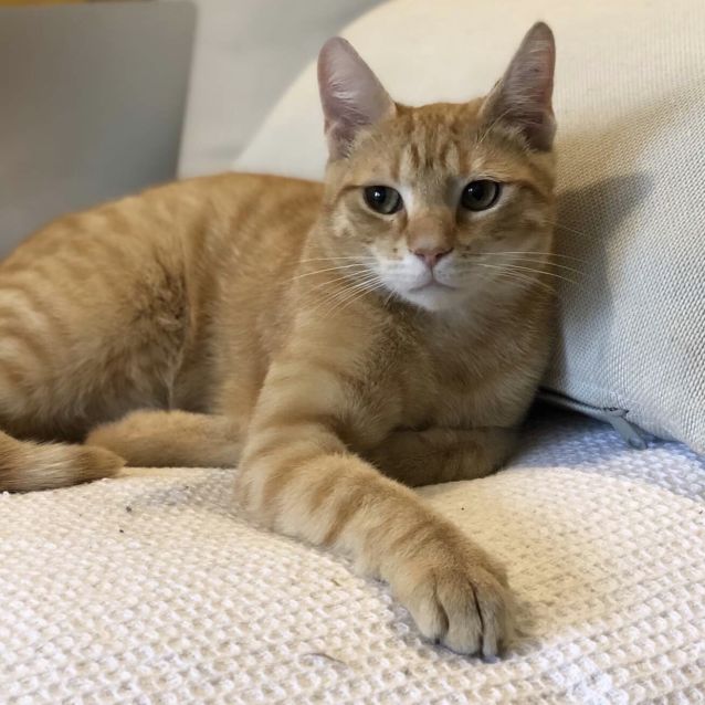 Photo of Nacho