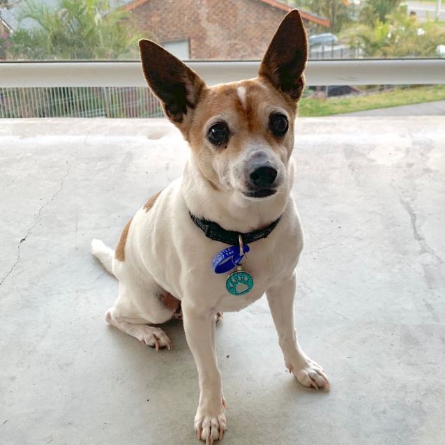 Photo of Chester ~ Foxie X (On Trial 11/9/19)
