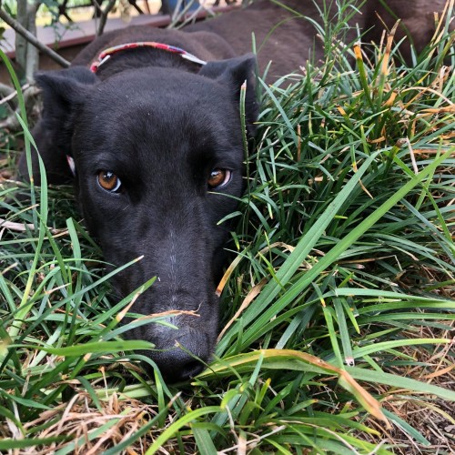Nyla